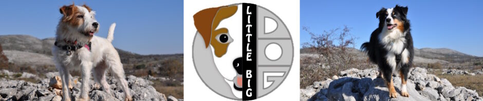 Education Canine 06 – Little Big Dog